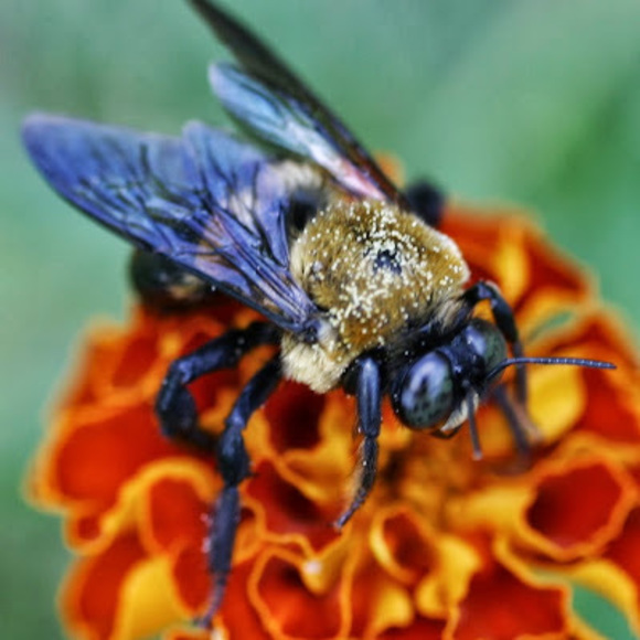 Meet your Posher, Chris - Picture 1 of 1